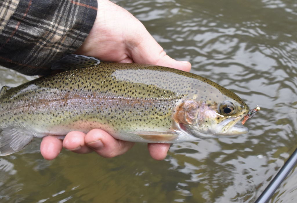 fall fly fishing rainbow trout